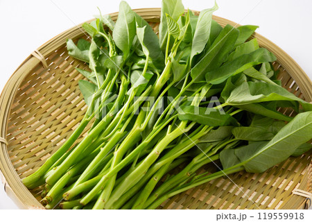 ざるに乗せた空芯菜 119559918