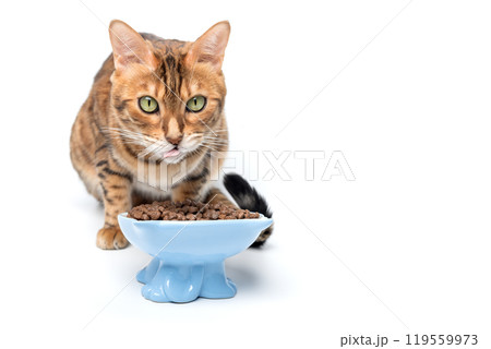 Bengal cat eating dry food. Bengal cat eating dry food. 119559973