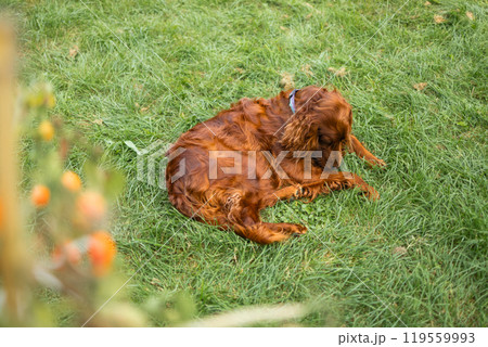 Happy funny Irish Setter dog enjoying and lying on green grass outdoors lawn at back yard.  119559993