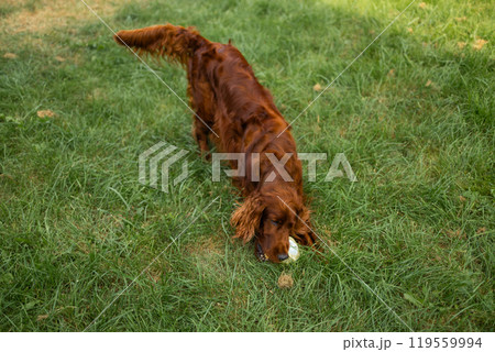 Adorable pet Irish Setter dog playing with toy at green grass lawn at backyard. Dog training. Adorable pet Irish Setter dog playing with toy at green grass lawn at backyard. Dog training. 119559994