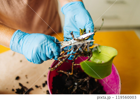 Gardening home. Woman farmer preparing to replant orchid plants by use a shovel to scoop the soil into the pot. Indoor gardening hobbies and jobs indoor plants at home. Gardening home. Woman farmer preparing to replant orchid plants by use a shovel to scoop the soil into the pot. Indoor gardening hobbies and jobs indoor plants at home. 119560003
