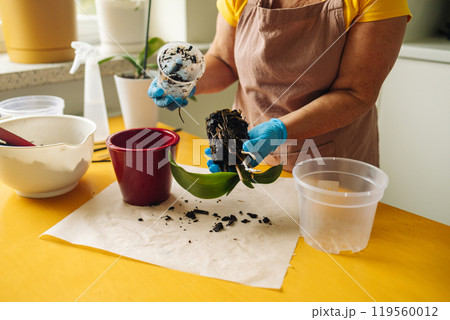 Gardening home. Woman farmer preparing to replant orchid plants by use a shovel to scoop the soil into the pot. Indoor gardening hobbies and jobs indoor plants at home. Gardening home. Woman farmer preparing to replant orchid plants by use a shovel to scoop the soil into the pot. Indoor gardening hobbies and jobs indoor plants at home. 119560012