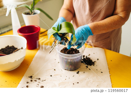 Gardening home. Woman farmer preparing to replant orchid plants by use a shovel to scoop the soil into the pot. Indoor gardening hobbies and jobs indoor plants at home. 119560017
