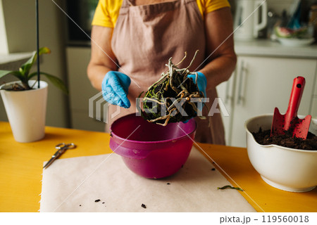 Gardening home. Woman farmer preparing to replant orchid plants by use a shovel to scoop the soil into the pot. Indoor gardening hobbies and jobs indoor plants at home. Gardening home. Woman farmer preparing to replant orchid plants by use a shovel to scoop the soil into the pot. Indoor gardening hobbies and jobs indoor plants at home. 119560018