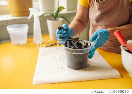 Portrait of happy female gardener working in home garden in blue gloves holds a trowel with fresh soil, preparing to care for her houseplant.  119560020
