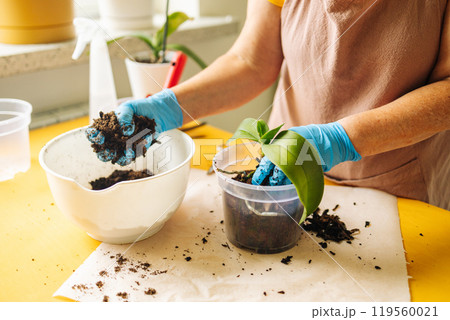 Gardening home. Woman farmer preparing to replant orchid plants by use a shovel to scoop the soil into the pot. Indoor gardening hobbies and jobs indoor plants at home. 119560021