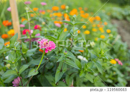 Sunny summer day.In a flower bed in a large number various zinnias grow and blossom. Sunny summer day.In a flower bed in a large number various zinnias grow and blossom. 119560083