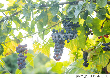 A close-up of ripe red and purple grapes hanging from a vine in the warm sunlight. 119560084