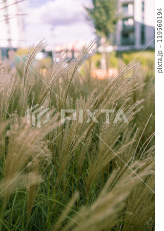 Abstract natural background of soft plants Cortaderia selloana. Pampas grass on a blurry bokeh. 119560194