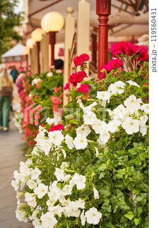 Beautiful white and red petunia flowers in a flower shop. Beautiful white and red petunia flowers in a flower shop. 119560431