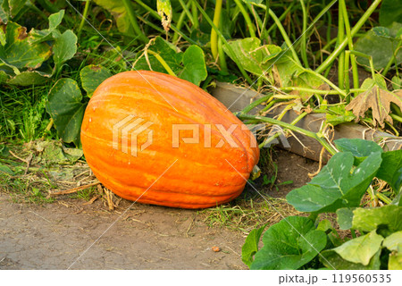 Big orange ripe pumpkin in the garden autumn, harvest 119560535