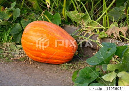 Big orange ripe pumpkin in the garden autumn, harvest 119560544