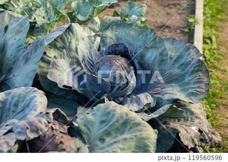 Red cabbage growing in garden. Soon ready to harvest cabbage plant with large green leaves. Lush summer vegetable background. Blue Kraut, Red Kraut or Brassica oleracea. Red cabbage growing in garden. Soon ready to harvest cabbage plant with large green leaves. Lush summer vegetable background. Blue Kraut, Red Kraut or Brassica oleracea. 119560596