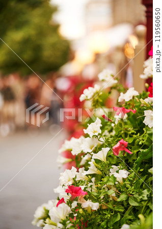 Beautiful street flowers near the cafe. Soft focus.     119560650