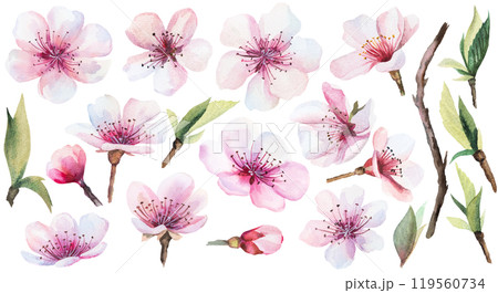 Watercolor light pink cherry flowers, buds and leaves isolated illustration, Sakura wedding element Watercolor light pink cherry flowers, buds and leaves isolated illustration, Sakura wedding element 119560734