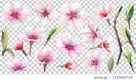 Watercolor light pink cherry flowers, buds and leaves isolated illustration, Sakura wedding element 119560734