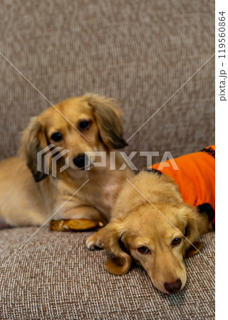 カニンヘンダックスフンド 119560864