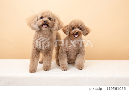 ベージューバックと微笑む2匹のトイプードル 119561036
