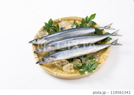 ざるに乗せた新鮮なサンマ 119561341
