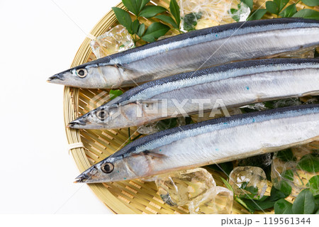 ざるに乗せた新鮮なサンマ ざるに乗せた新鮮なサンマ 119561344