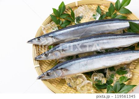 ざるに乗せた新鮮なサンマ ざるに乗せた新鮮なサンマ 119561345