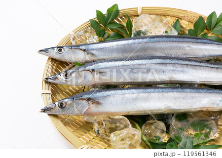 ざるに乗せた新鮮なサンマ ざるに乗せた新鮮なサンマ 119561346