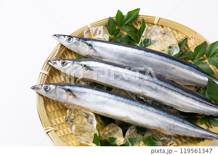 ざるに乗せた新鮮なサンマ 119561347