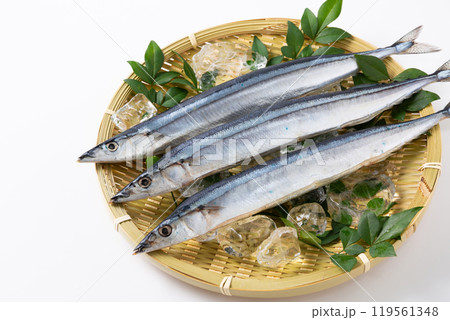 ざるに乗せた新鮮なサンマ 119561348