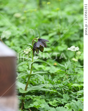 ミヤマクロユリ 119561351