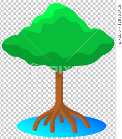 マングローブ 119561418