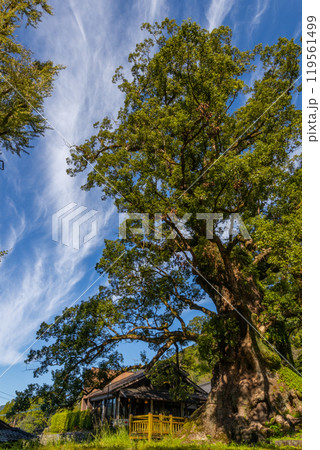 蒲生の大クス　鹿児島県姶良市蒲生町の蒲生八幡神社の日本一の大楠 119561499