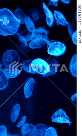 bright jellyfish floating in the dark sea 119561639