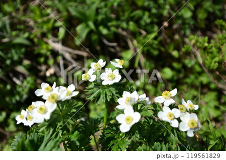 平標山、仙ノ倉山登山、群馬県 119561829