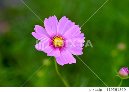 こすもす 119561869