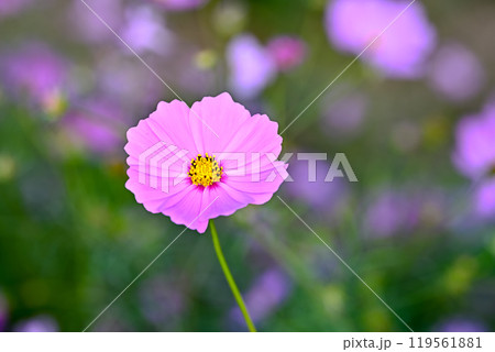 こすもす 119561881