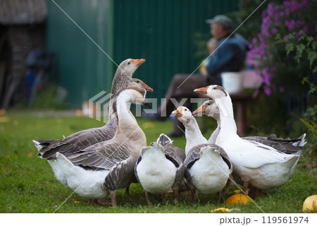 A group of domestic geese is drinking water in the yard. Country life. 119561974