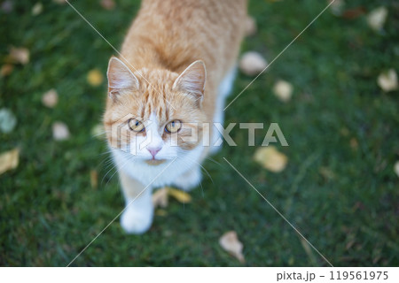 Ginger cat on green grass with yellow leaves. 119561975
