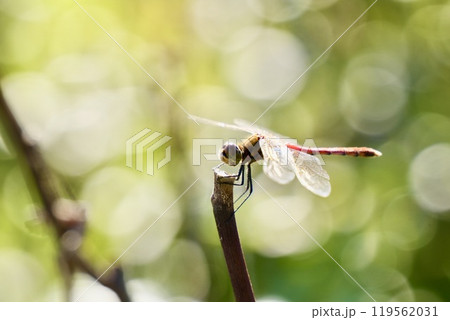 枝にとまる赤とんぼ　キラキラ背景　丸ボケ 119562031