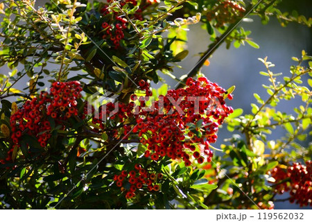 常盤山査子（トキワサンザシ） 119562032