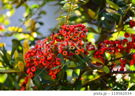 常盤山査子（トキワサンザシ） 119562034