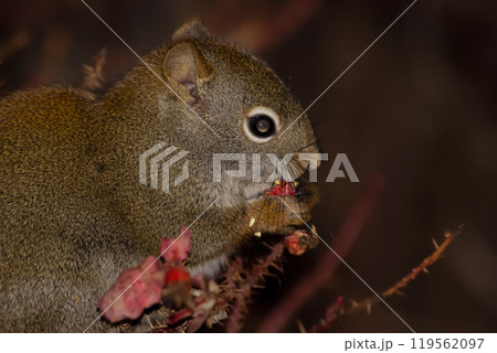 Portrait of a squirrel eating rosehips on a prickly bush at night. 119562097
