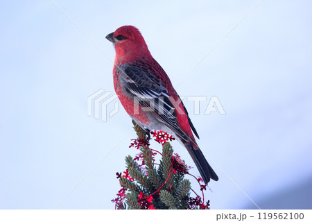 Red pine grosbeak perched on the top of Christmas tree. 119562100