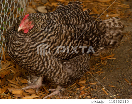 Healthy big speckled chicken is standing in the farm yard. 119562110
