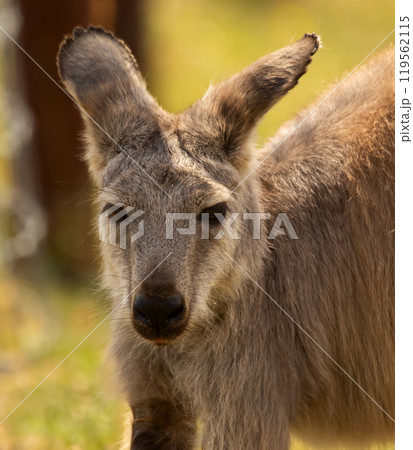 Funny kangaroo with alerted ears, portrait in the farm in summer. 119562115