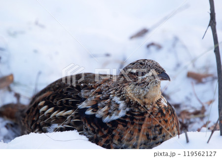 Portrait of female Ruffed grouse in winter wood on the snow. Portrait of female Ruffed grouse in winter wood on the snow. 119562127