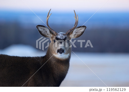 Portrait of the male mule deer in the winter field with snow. Portrait of the male mule deer in the winter field with snow. 119562129