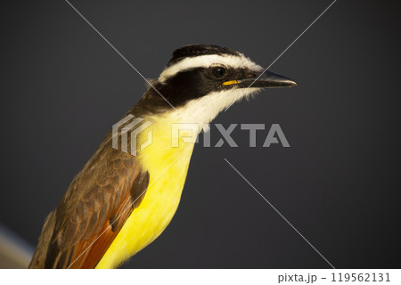 Colorful portrait of a flycatcher bird Great kiskadee. Colorful portrait of a flycatcher bird Great kiskadee. 119562131