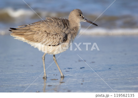 Shore bird Willet is standing in the water on the ocean beach. Shore bird Willet is standing in the water on the ocean beach. 119562135