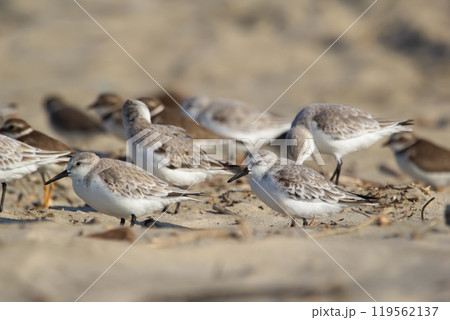 Flock of tiny Snowy plovers is sitting on the sand of the beach. Flock of tiny Snowy plovers is sitting on the sand of the beach. 119562137
