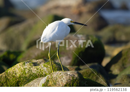 Bird Snowy egret is on mossy rocks watching at the sea. Bird Snowy egret is on mossy rocks watching at the sea. 119562138